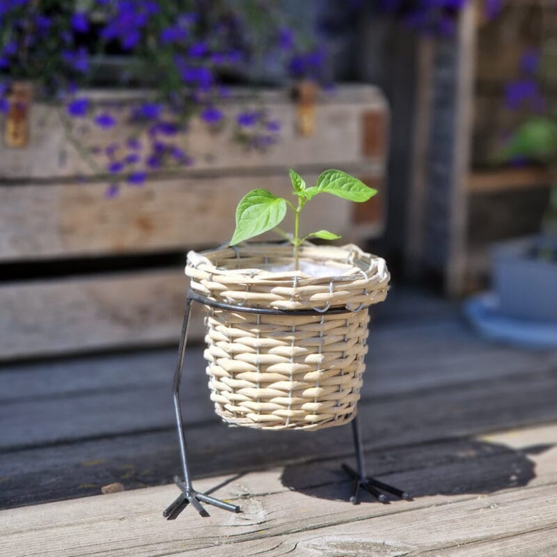 Blomkruka i flätad rotting med dekorativa ankfötter i metall. Ø 14,5 cm. Perfekt för pärlhyacint och mininarcisser till vår och påsk.