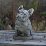 Handgjuten fransk bulldog i betong formad med detaljrikedom som fångar rasens nyfikna uttryck. Höjd 23 cm.